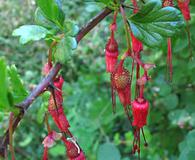 Ribes speciosum