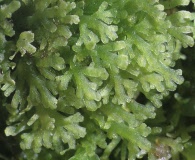 Riccardia multifida