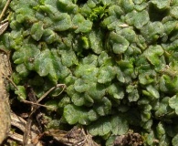 Riccia bifurca