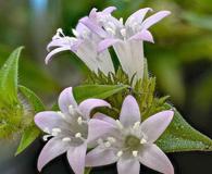 Richardia grandiflora