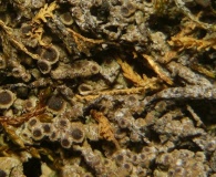 Rinodina intermedia