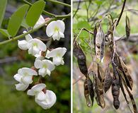 Robinia pseudoacacia