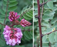 Robinia viscosa