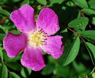 Rosa arkansana