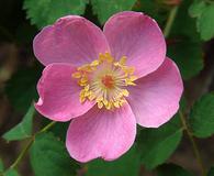 Rosa bridgesii