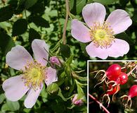 Rosa californica