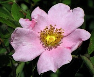 Rosa carolina