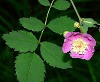 Rosa gymnocarpa