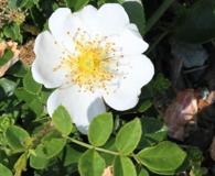 Rosa luciae