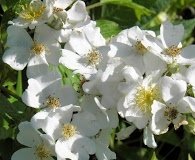 Rosa multiflora