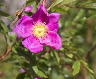 Rosa nitida