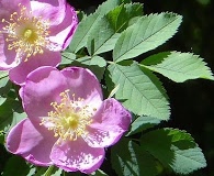 Rosa nutkana