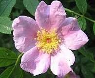 Rosa palustris