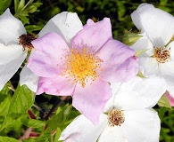 Rosa setigera