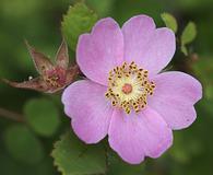 Rosa spithamea