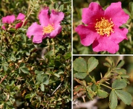 Rosa stellata