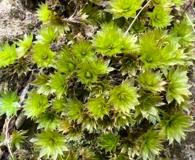 Rosulabryum canariense