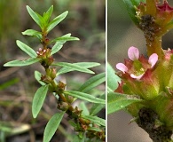 Rotala ramosior