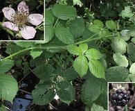 Rubus bifrons