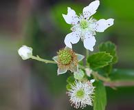 Rubus cuneifolius