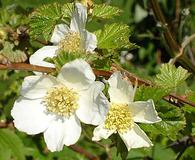 Rubus deliciosus