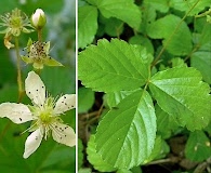 Rubus hispidus