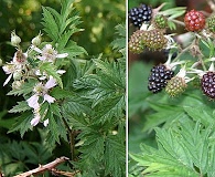 Rubus laciniatus