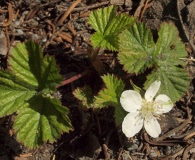 Rubus lasiococcus