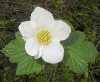 Rubus neomexicanus