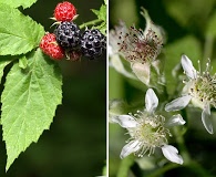 Rubus occidentalis