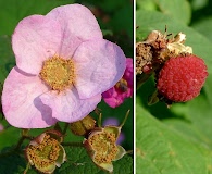 Rubus odoratus