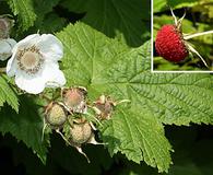 Rubus parviflorus