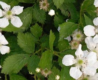 Rubus pensilvanicus