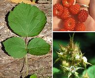 Rubus phoenicolasius