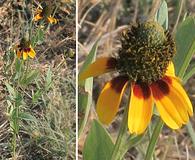 Rudbeckia amplexicaulis