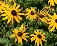 Rudbeckia fulgida