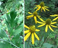 Rudbeckia laciniata