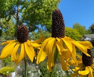 Rudbeckia maxima