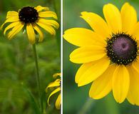 Rudbeckia missouriensis