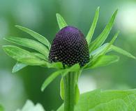 Rudbeckia occidentalis