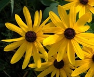 Rudbeckia subtomentosa