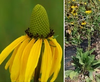 Rudbeckia texana