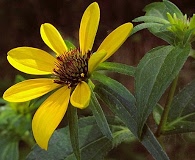 Rudbeckia triloba