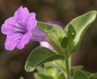 Ruellia californica