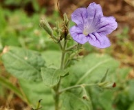 Ruellia ciliatiflora