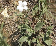 Ruellia metziae