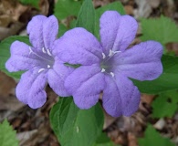 Ruellia pinetorum