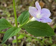 Ruellia purshiana