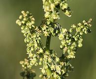 Rumex aquaticus