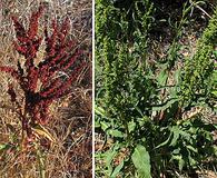 Rumex crispus